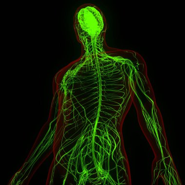 İnsan Merkezi Sinir Sistemi Beyin Anatomisi. 3d