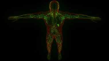 İnsan iç sistemi lenf düğümleri anatomisi. Üç Boyut