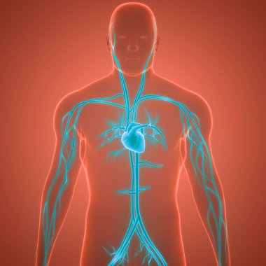 İnsan Dolaşım Sistemi Kalp Anatomisi. Üç Boyut