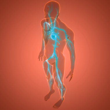 İnsan Dolaşım Sistemi Kalp Anatomisi. Üç Boyut