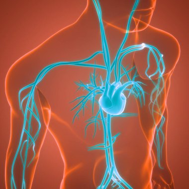 İnsan Dolaşım Sistemi Kalp Anatomisi. Üç Boyut