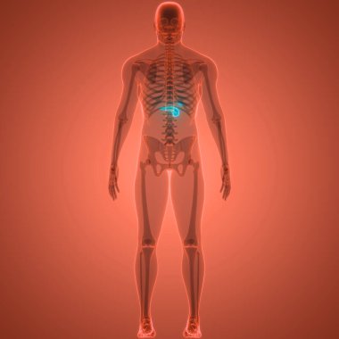İnsan İç Organ Pankreası Anatomisi. Üç Boyut