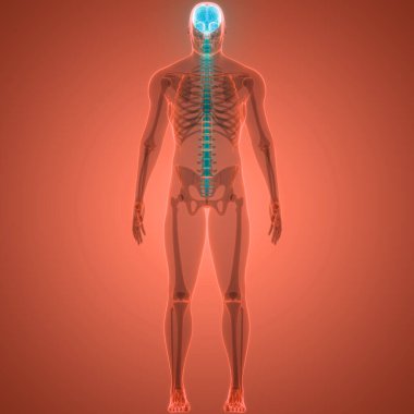 İnsan Merkezi Sinir Sistemi Beyin Anatomisi. 3d