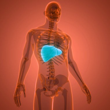 İnsan İç Sindirim Organı Anatomisi. Üç Boyut