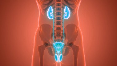 İdrar torbası anatomisi olan insan böbrekleri. Üç Boyut
