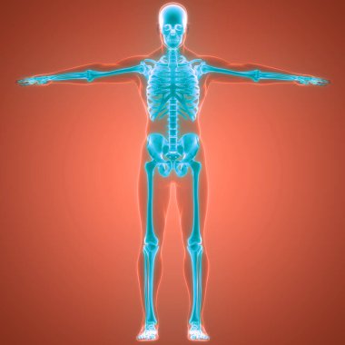 İnsan iskeleti kemik eklemleri anatomisi. Üç Boyut