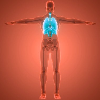 Diyafram anatomisi olan insan solunum sistemi akciğerleri. Üç Boyut