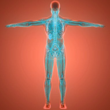 İnsan iç sistemi lenf düğümleri anatomisi. Üç Boyut