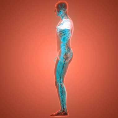 İnsan iç sistemi lenf düğümleri anatomisi. Üç Boyut