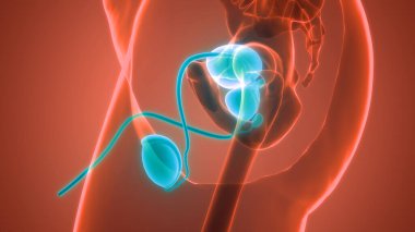 Erkek Üreme Sistemi Anatomisi. Üç Boyut