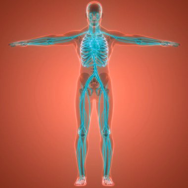 İnsan Dolaşım Sistemi Kalp Anatomisi. Üç Boyut