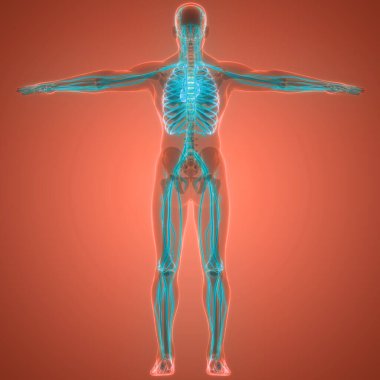 İnsan Dolaşım Sistemi Kalp Anatomisi. Üç Boyut