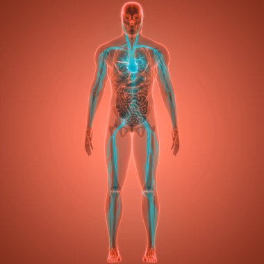 İnsan Dolaşım Sistemi Kalp Anatomisi. Üç Boyut