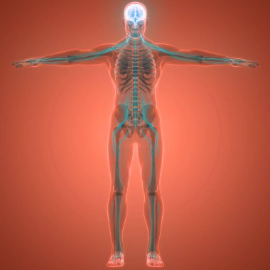 İnsan Merkezi Sinir Sistemi Beyin Anatomisi. 3d