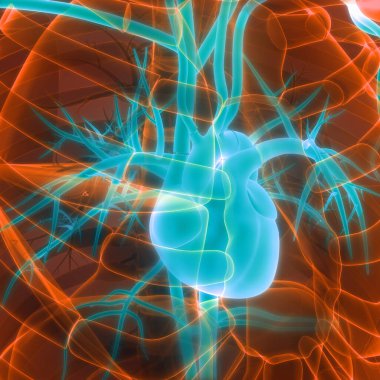 İnsan Dolaşım Sistemi Kalp Anatomisi. Üç Boyut