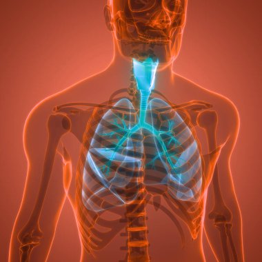 İnsan Vücut Bezleri Tiroit Bezi Anatomisi. Üç Boyut