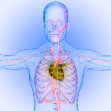 İnsan Dolaşım Sistemi Kalp Anatomisi. Üç Boyut