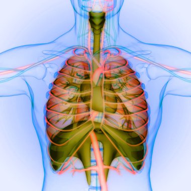 Diyafram anatomisi olan insan solunum sistemi akciğerleri. Üç Boyut