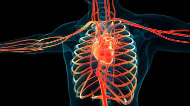 İnsan Dolaşım Sistemi Kalp Anatomisi. Üç Boyut