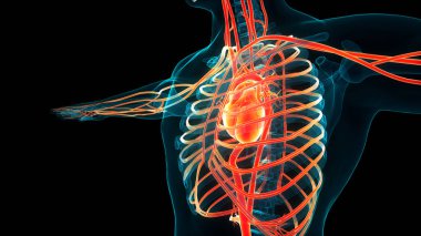 İnsan Dolaşım Sistemi Kalp Anatomisi. Üç Boyut