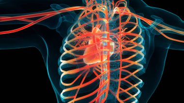 İnsan Dolaşım Sistemi Kalp Anatomisi. Üç Boyut