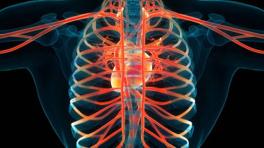 İnsan Dolaşım Sistemi Kalp Anatomisi. Üç Boyut