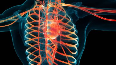 İnsan Dolaşım Sistemi Kalp Anatomisi. Üç Boyut