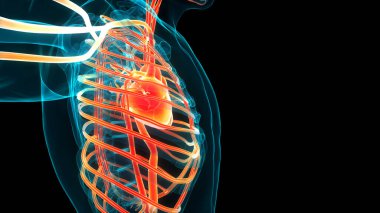 İnsan Dolaşım Sistemi Kalp Anatomisi. Üç Boyut