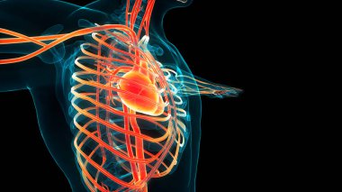 İnsan Dolaşım Sistemi Kalp Anatomisi. Üç Boyut