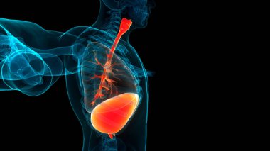 Diyafram anatomisi olan insan solunum sistemi akciğerleri. Üç Boyut