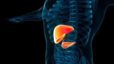 Pankreas ve safra kesesi anatomisi olan insan iç organları karaciğeri. Üç Boyut