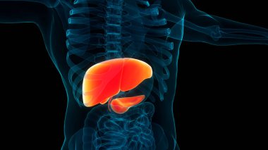 Pankreas ve safra kesesi anatomisi olan insan iç organları karaciğeri. Üç Boyut