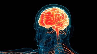 İnsan Merkezi Sinir Sistemi Beyin Anatomisi. 3d