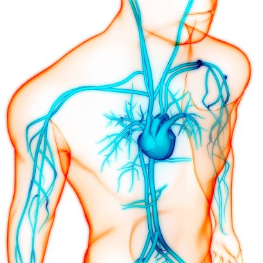 İnsan Dolaşım Sistemi Kalp Anatomisi. Üç Boyut