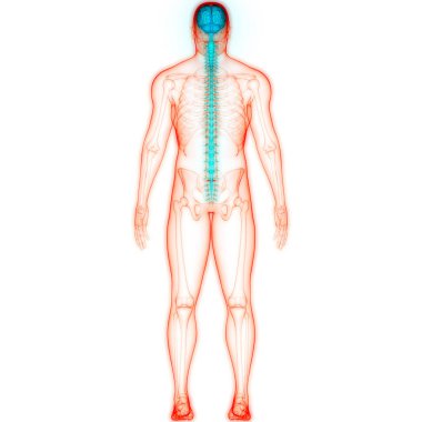 İnsan Merkezi Sinir Sistemi Beyin Anatomisi. 3d