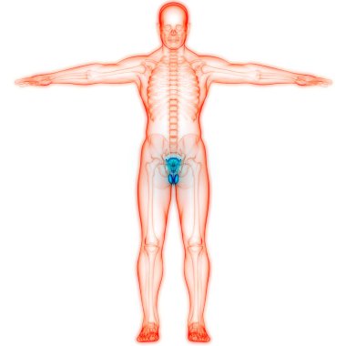 Erkek Üreme Sistemi Anatomisi. Üç Boyut