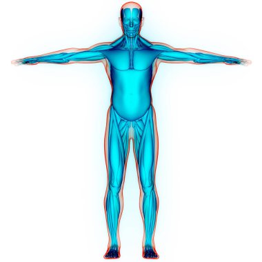 İnsan Vücut Kas Sistemi Kasları Anatomisi. Üç Boyut