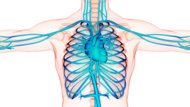 İnsan Dolaşım Sistemi Kalp Anatomisi. Üç Boyut