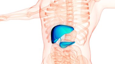 Pankreas ve safra kesesi anatomisi olan insan iç organları karaciğeri. Üç Boyut