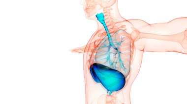 Diyafram anatomisi olan insan solunum sistemi akciğerleri. Üç Boyut