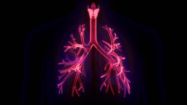 İnsan Solunum Sistemi Akciğerleri Anatomisi. Üç Boyut