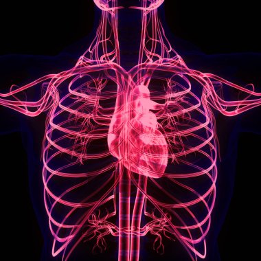 İnsan Dolaşım Sistemi Kalp Anatomisi. Üç Boyut