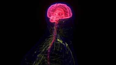 İnsan Merkezi Sinir Sistemi Beyin Anatomisi. 3d