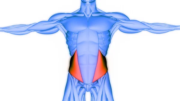 ヒトの筋肉系トルコ筋 内部オブリーク筋解剖学 — ストック写真