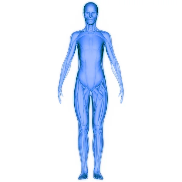 人类肌肉系统解剖 — 图库照片