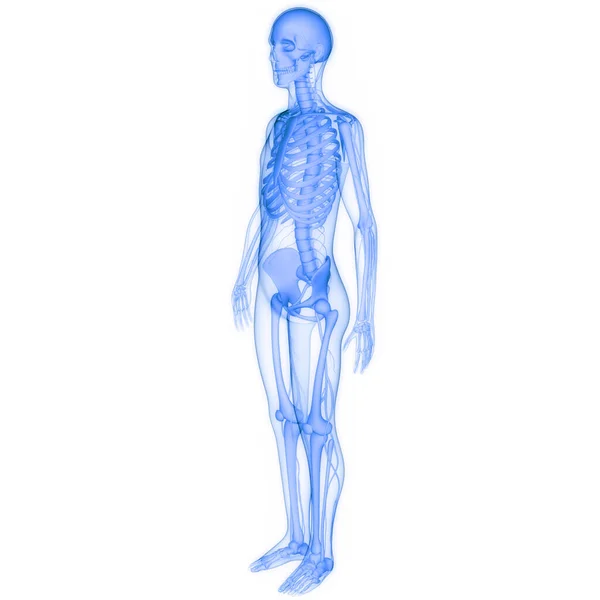 人体骨骼系统骨关节解剖 — 图库照片