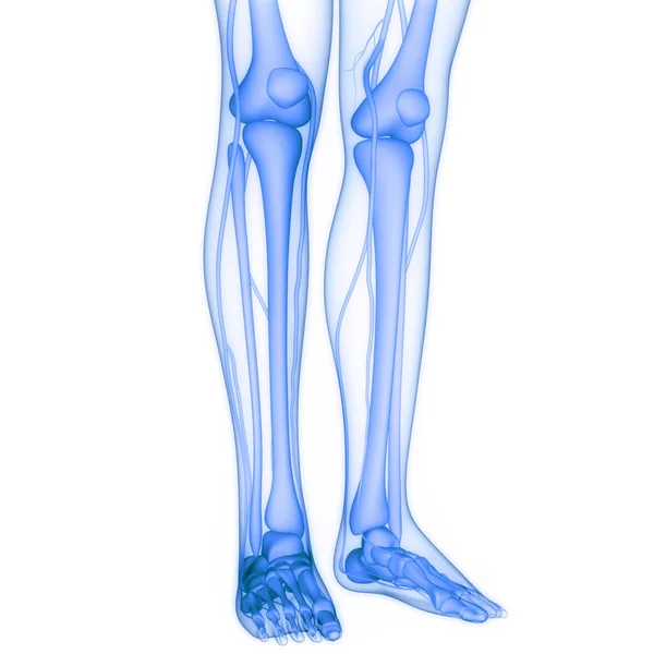ヒトの骨格系骨関節解剖学 — ストック写真