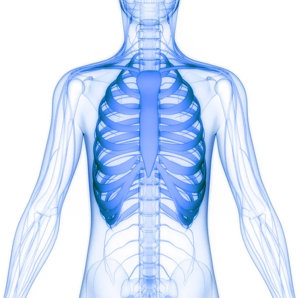 Mänskliga Skelett System Rib Bur Ben Leder Anatomi Tredimensionell — Stockfoto