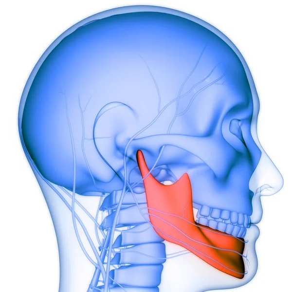 Osso Del Cranio Del Sistema Scheletrico Umano Parte Anatomia Mandibola — Foto Stock