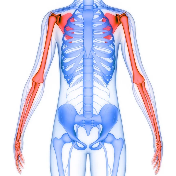 Human Skeleton System Humerus Bones Joints Anatomy — Stock Photo, Image